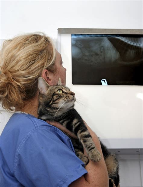 The recommended ceiling height is 3000mm with a minimum height of 2750mm. . Sixes animal hospital